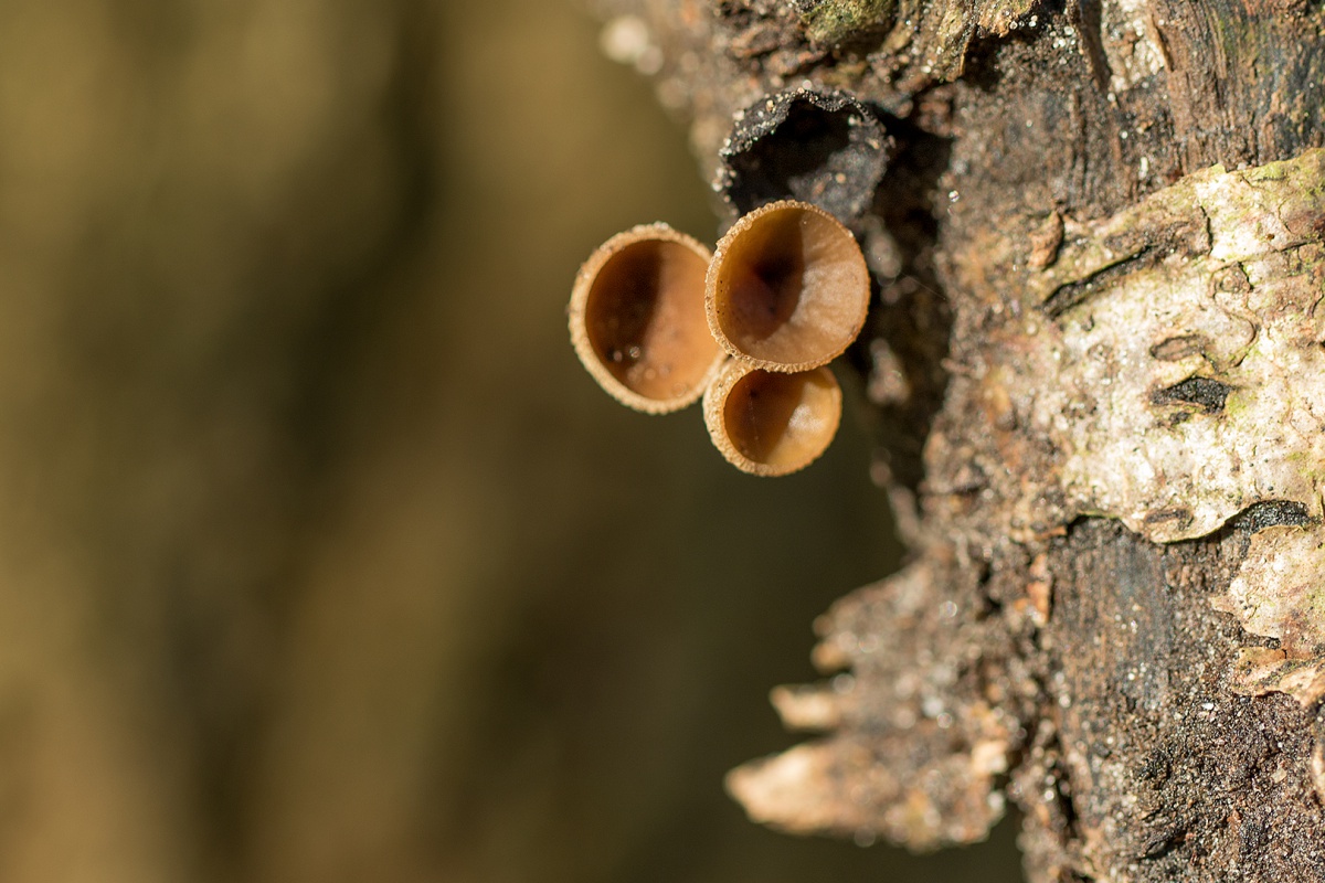 Wijering: het seizoen van de paddenstoelen