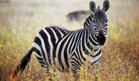 Gedicht op herhaling: De Zebra