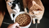 Hoe wordt bepaalt of kattenvoer lekker smaakt?