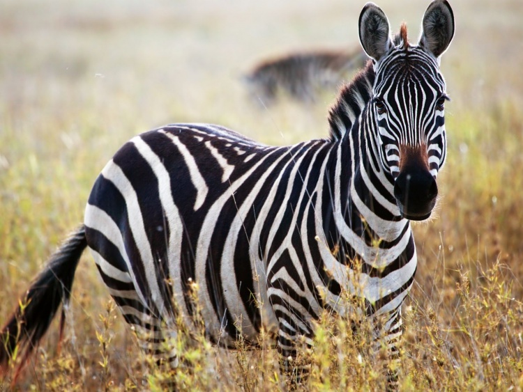 Gedicht op herhaling: De Zebra