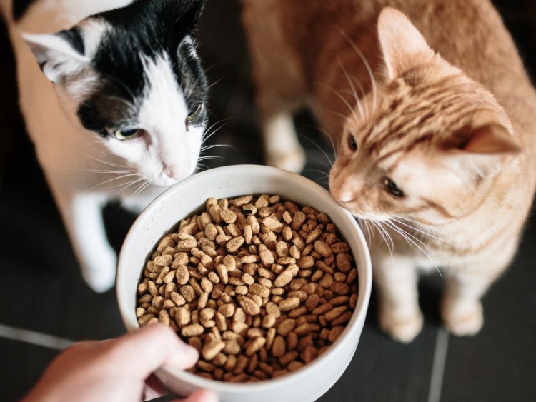 Hoe wordt bepaalt of kattenvoer lekker smaakt?