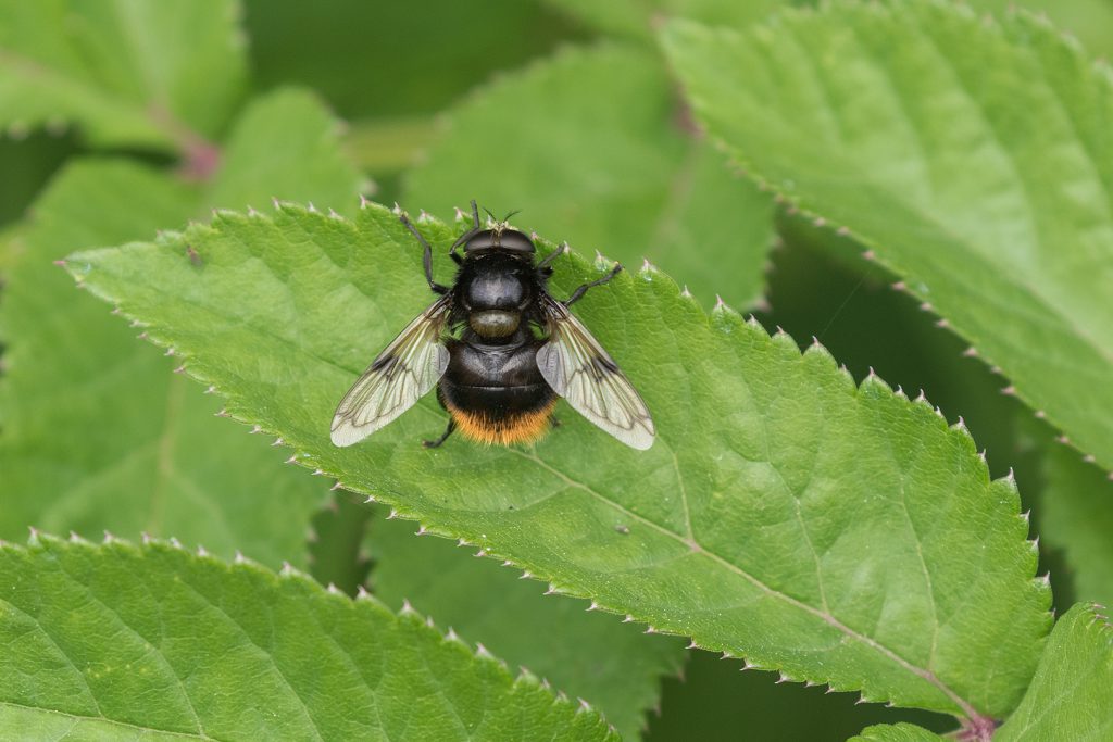 LW jun24 q) Hommelreus - Volucella bombylans - Bumblebee Hoverfly (a)