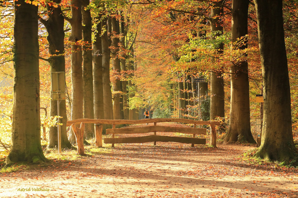 Herfst in Losser door Astrid Velthuis