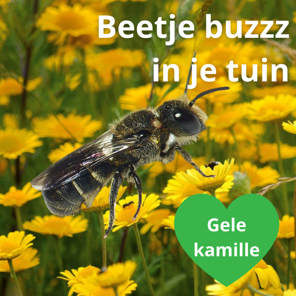 Groene_Loper_Tronkenbij_en_gele_kamille_foto_Dick_Belgers