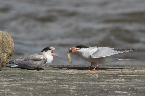 LW_jul24_8) Visdiefje voert jong - Grote Rietplas Emmen