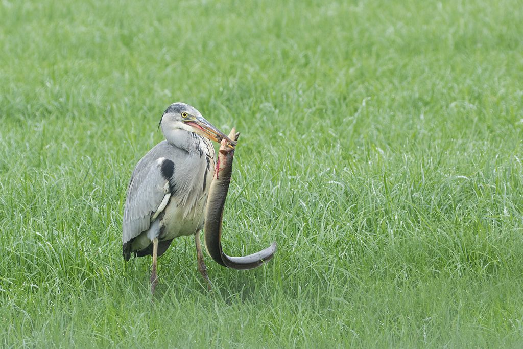 LW nov24 a) Blauwe reiger met reuzen paling Deed er meer dan 20 min. over om hem naar binnen te werken