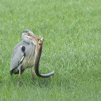 LW nov24 a) Blauwe reiger met reuzen paling Deed er meer dan 20 min. over om hem naar binnen te werken