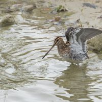 LW nov24 c) Watersnip badend - Oelemars Losser