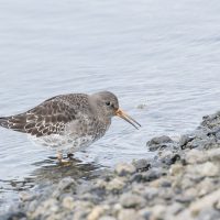 LW nov24 e) Paarse strandloper - Foerageerde bij dijk van Lauwersmeer