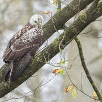 LW nov24 g) Buizerd spiedend omg Lauwersoog