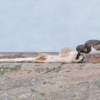 LW nov24 k) Steenloper bij zandhaai - Door vissers op de kant gelegd in Lauwershaven