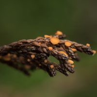 LW nov24 l) Jeneverbesbekertjes - Macro van 1 mm grote bekertjes - Arboretum