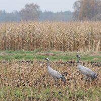 LW nov24 m) Kraanvogels - op maisland in de omgeving van Diepholz