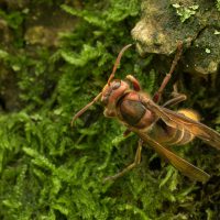 LW nov24 n) Hoornaar koningin - Macro van de koningin van een Hoornaar gemaakt in het Arboretum