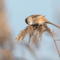 LW nov24 q) Baardman vrouw foeragerend - Omgeving van het Lauwersmeer