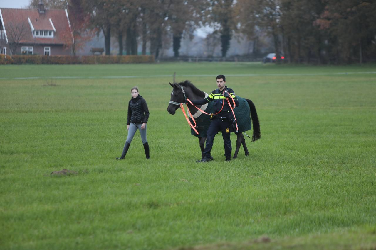 Ongeval 13112024 paard