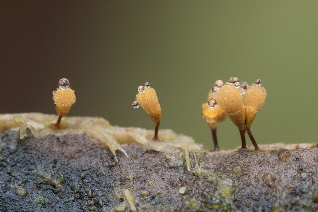 LW-jan25 2) Groot langdraadwatje met dauwdruppels - bolletjes 1mm groot - Lonnekerberg