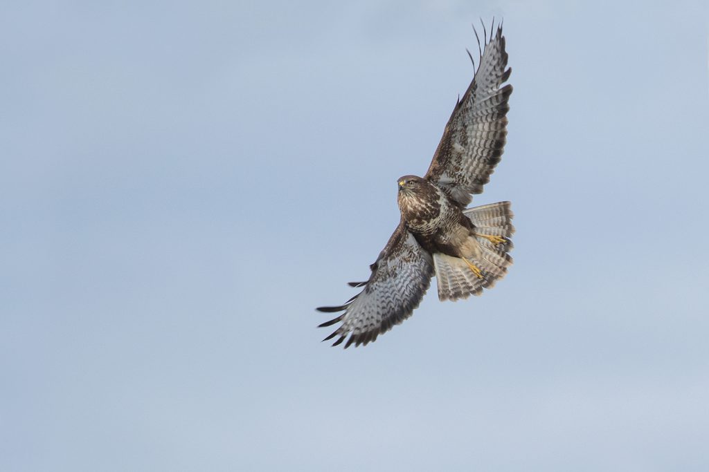 LW-jan25 3) Buizerd in de vlucht - Oelemars