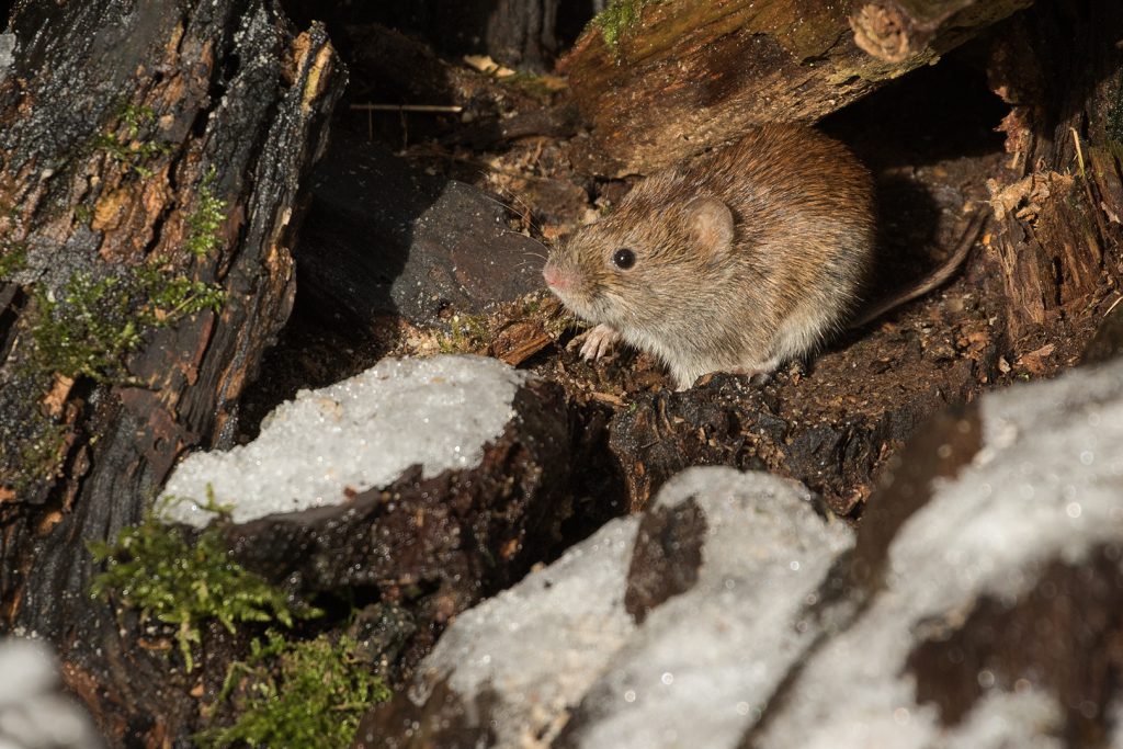 LW-jan25 4) Rosse woelmuis - komt uit zijn hol kijken - Duivelshof