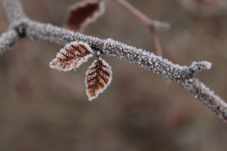 Tourist info Winter 2019 natuur close up 1