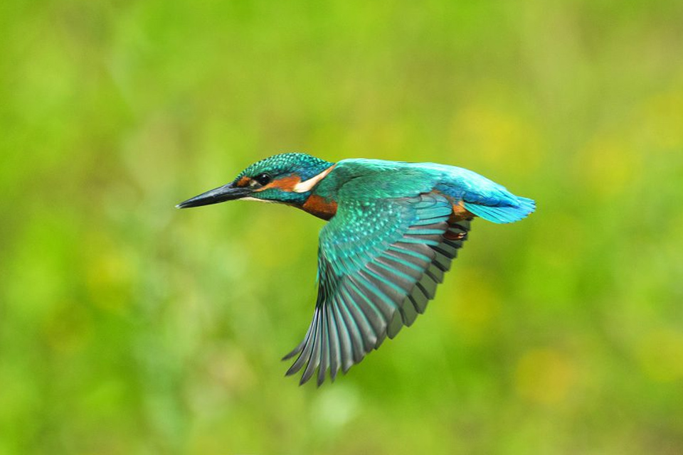 IJsvogel Zomer 2025 door Leo Wijering