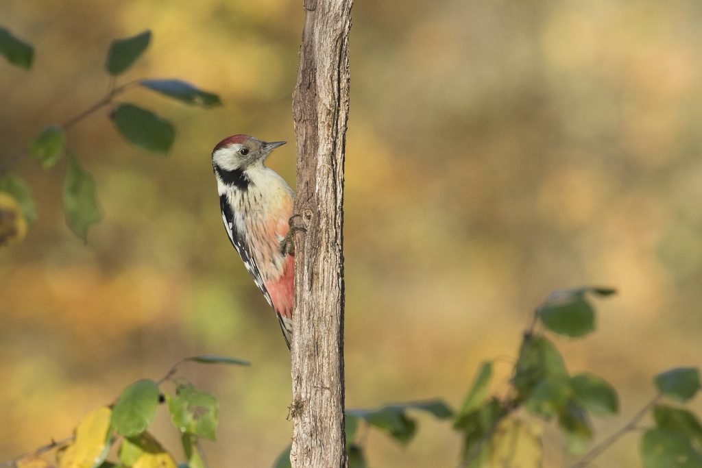 Leo Wijering : Natuurfoto’s van september tot heden