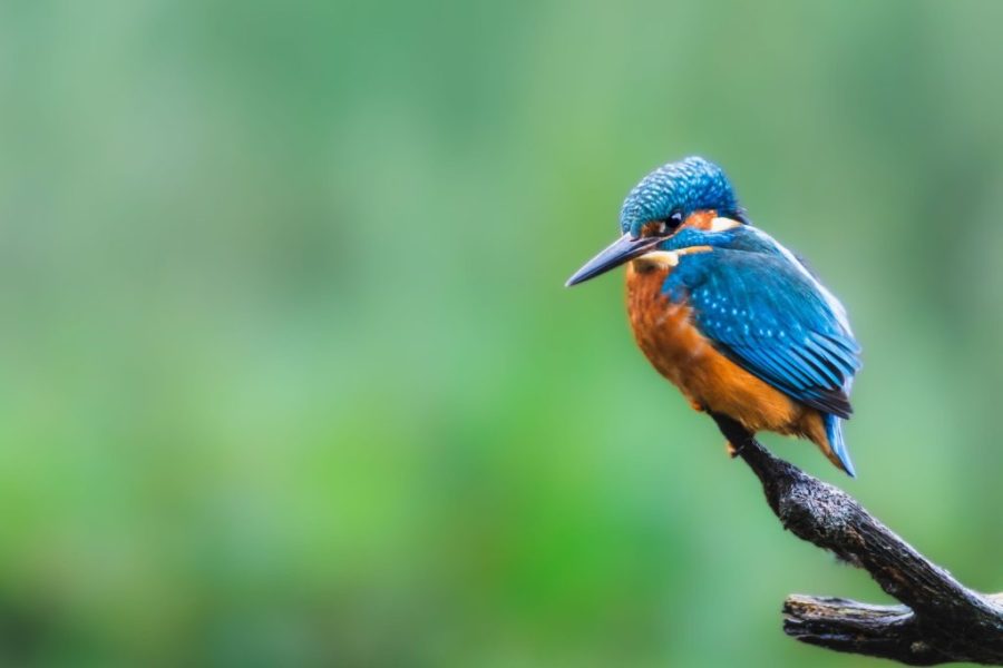 Vogels spotten in arboretum Poort Bulten