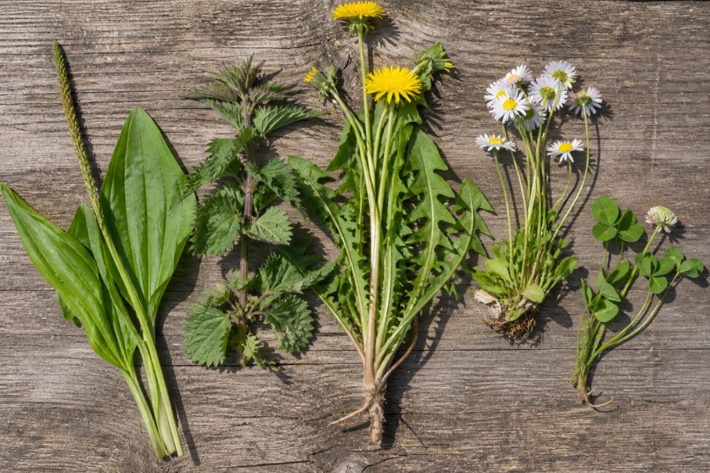 Maak van jouw tuin een smakelijke en groene belevenis