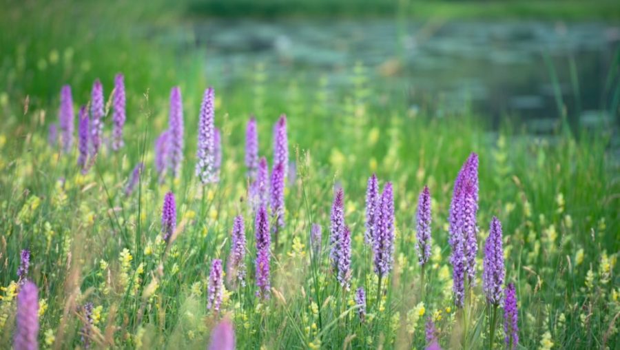 Bloemenparadijs arboretum Poort Bulten