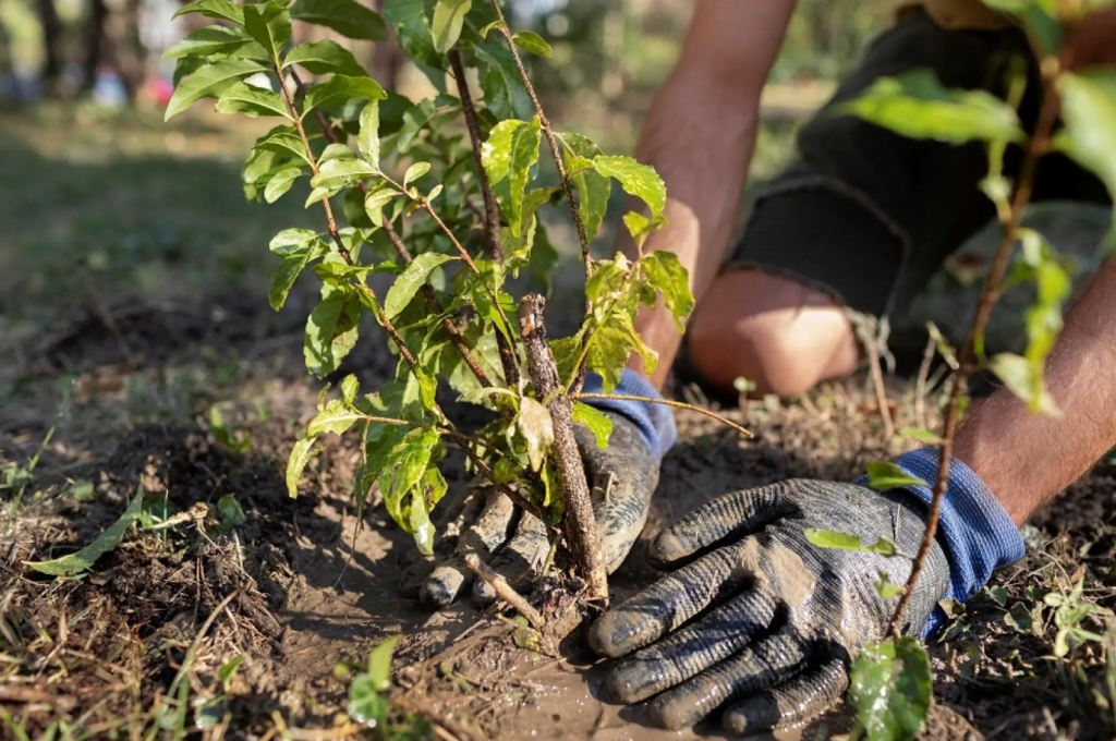 Boomdeeldagen: korting op bomen en plantmateriaal voor inwoners buitengebied