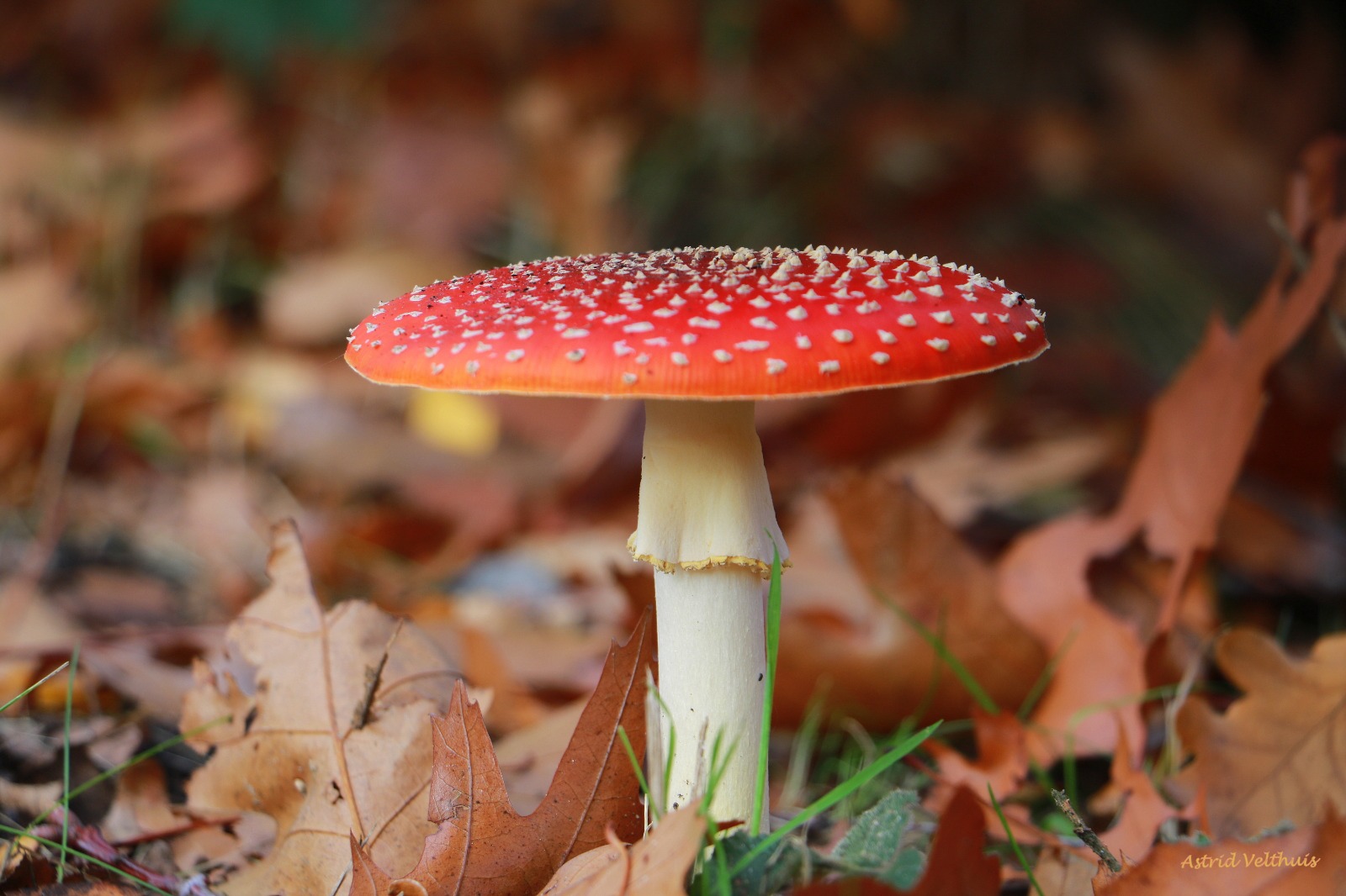 Astrid Velthuis: Terugblik op de Herfst