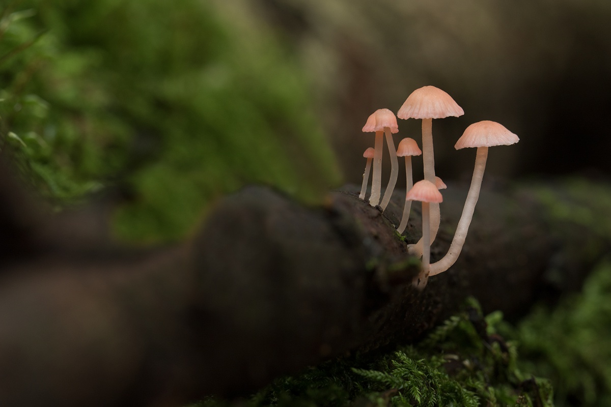 a) Adonis mycena - omg Grote Rietplas Drenthe