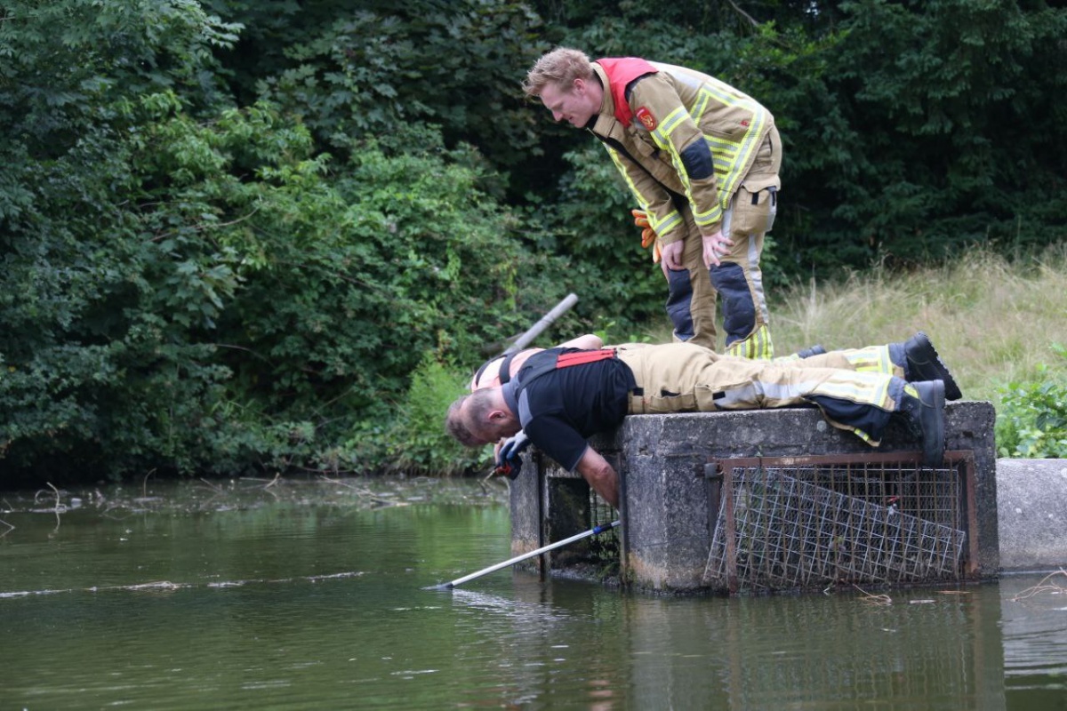 Brandweer redt babyeendje via riool in Losser