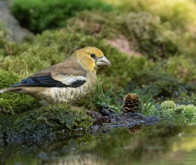 Appelvink jong kwam de dorst lessen