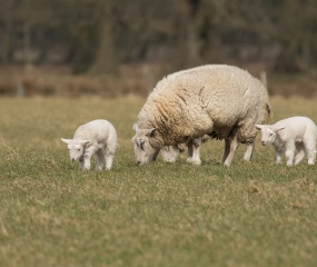 Schaap met lammeren 17-03-2018 omg Gees Drenthe ondanks ijzig koude wind