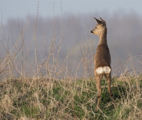 Reegeit op de uitkijk. Gemaakt in de omgeving van het Lauwersmeer