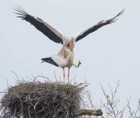 Ooievaar paringsritueel. Foto gemaakt in natuurgebied bij Boswachterij Gees