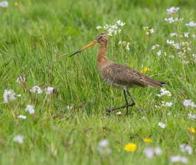 Grutto tussen pinksterbloemen gemaakt in de Bantpolder gelegen nabij Lauwersmeer