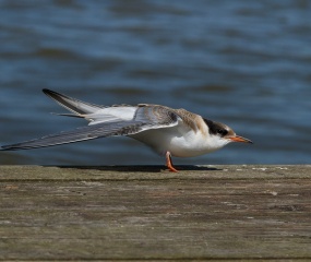 Visdiefje juveniel - Omgeving Grote Rieplas Emmen - ©Leo Wijering