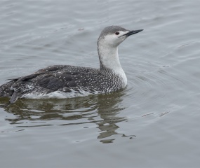 Roodkeelduiker Zat tot onze verassing in de haven van Lauwersoog. Helaas nog in winterkleed