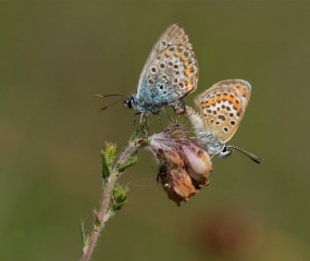 Deze Heideblauwtjes parend op de foto gezet in het Duivelshof