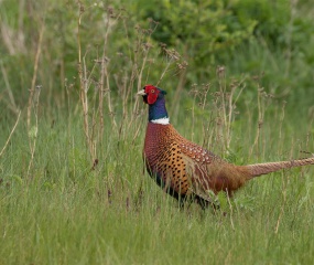 Fazanthaan - Phasanius Was aan het foerageren nabij Grote Rietplas te Emmen