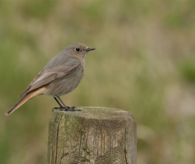 Zwarte roodstaart vrouw in de buurt van het Lauwersmeer gebied