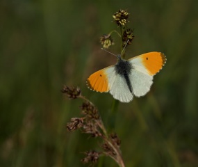 Oranjetipje man Komen hoofdzakelijk voor in de maand maart en april. Deze gefotografeerd in de buurt van de Ponderosa