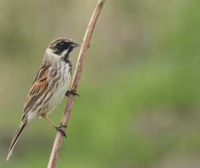 Rietgors vrouw. Zat in de omgeving van het Lauwersmeer