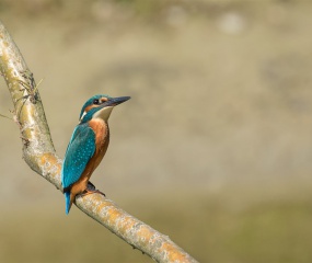 De IJsvogel komt sinds lang weer regelmatig voorbij zodat voorbijgangers deze kleurrijke vogel weer kunnen bewonderen