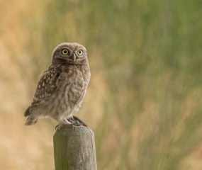 Een jonge Steenuil die kwam poseren in de omgeving van het omleidingkanaal