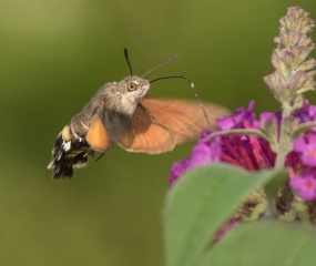 In deze extreme zomer nog een Kolibrivlinder gefotografeerd op 17 sept. j.l.