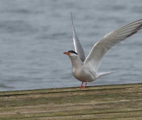 Visdiefje komt meestal eind april terug bij de Grote Rietplas in Emmen