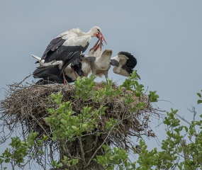 Ooievaar voert jongen - In de vrije natuur omg. Gees (Drente) - ©Leo Wijering